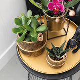 Kolibri Company | Gift set Hotel Chic| Plantenset met paarse Phalaenopsis Orchidee en Succulenten incl. keramieken sierpotten - plantforyou.nl