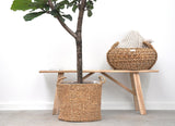 Ficus Lyrata boom - 180cm - ⌀30 - plantforyou.nl