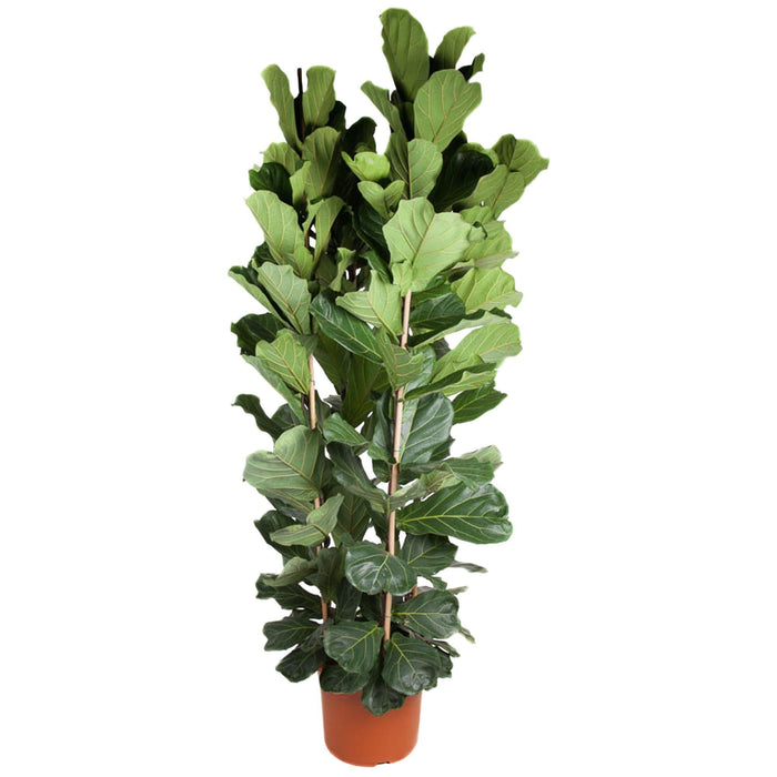 Ficus Lyrata struik - 250 cm - ø48 - plantforyou.nl