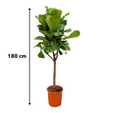 Ficus Lyrata boom - 180cm - ⌀30 - plantforyou.nl