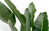 Strelitzia Augusta multi stam XXL - 250 cm - ø50 - plantforyou.nl