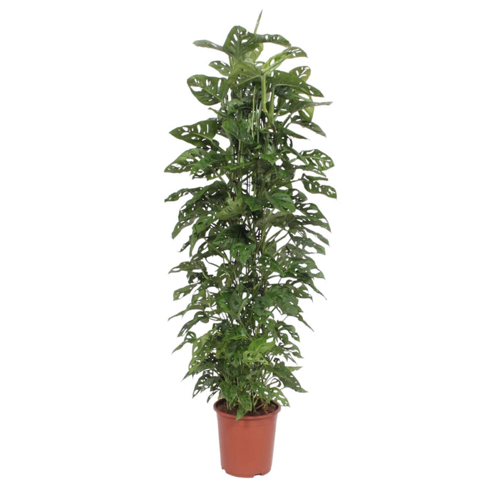 Monstera Monkey Leaf gaasrek - 180 cm - ø27 - plantforyou.nl