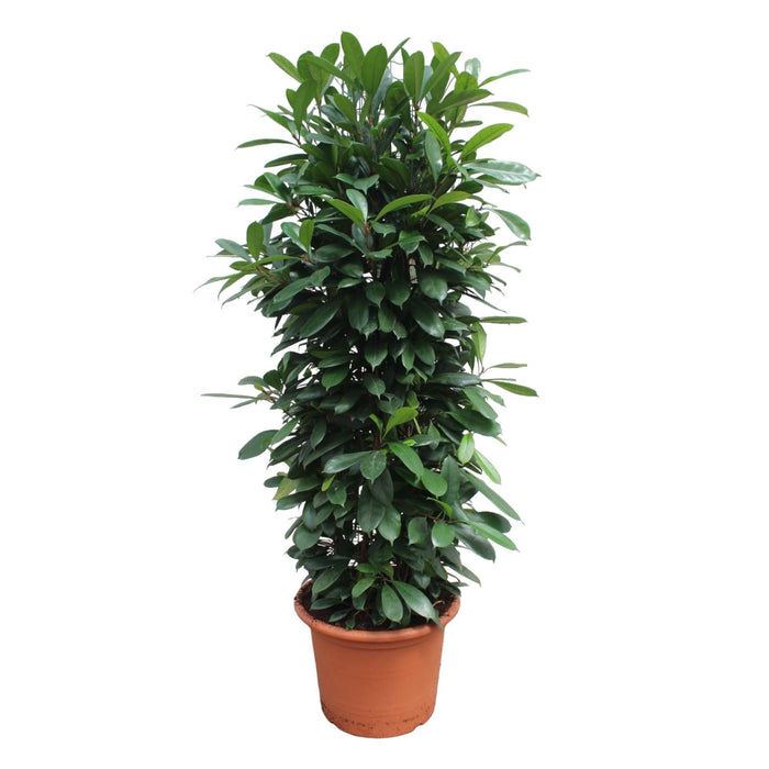 Ficus Cyathistipula gaasrek - 230 cm - ø60 - plantforyou.nl