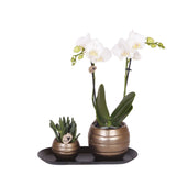 Kolibri Orchids | Plantenset Home Hub grey small | Groene planten met witte Phalaenopsis orchidee in koperkleurige sierpotten en zwart dienblad - plantforyou.nl