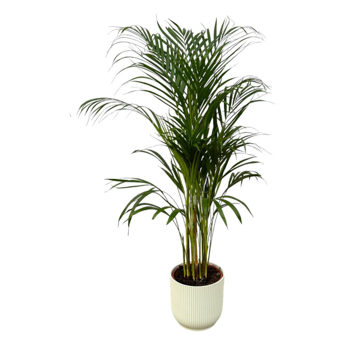 Areca palm - ↨110cm - Ø21cm inclusief elho Vibes Fold Round wit D22xH20 - plantforyou.nl