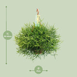 Rhipsalis Heteroclada (Coral Cactus) ↑ 40 cm - plantforyou.nl