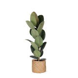 Ficus Elastica Robusta - Ø21cm - ↕90cm in Albury NATURAL mand - plantforyou.nl