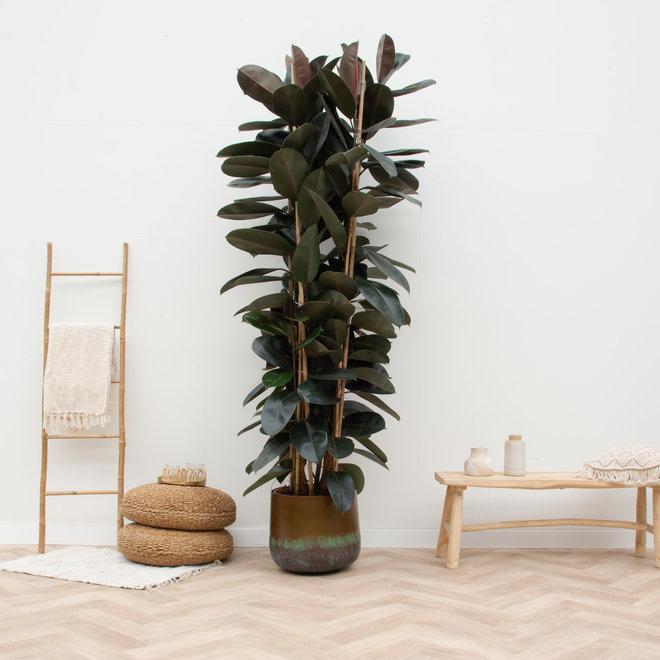 Ficus Elastica Abidjan struik  - 225cm - ø40 - plantforyou.nl