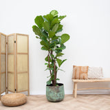 Ficus Lyrata vertakt XXL - 230cm - ø40 - plantforyou.nl