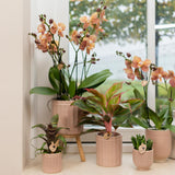 Kolibri Home | Glazed bloempot - Zandkleurige keramieken sierpot met glans - Ø6cm - plantforyou.nl