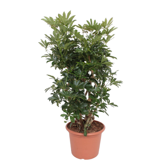 Schefflera Arboricola Compacta vertakt - 140 cm - ø40 - plantforyou.nl