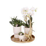 Kolibri Company | Gift set Luxury Living| Plantenset met witte Phalaenopsis Orchidee en Succulenten incl. keramieken sierpotten - plantforyou.nl