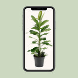Ficus Microcarpa Smile® - Ø17cm - ↕70cm - plantforyou.nl