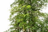 Polyscias Ming vertakt - 140 cm - ⌀27 - plantforyou.nl