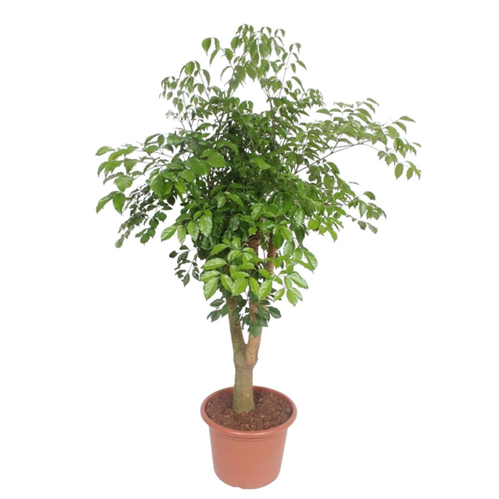Hetropanax Chinensis vertakt - 200 cm - ø45 - plantforyou.nl