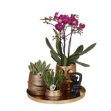 Kolibri Company | Gift set Hotel Chic| Plantenset met paarse Phalaenopsis Orchidee en Succulenten incl. keramieken sierpotten - plantforyou.nl