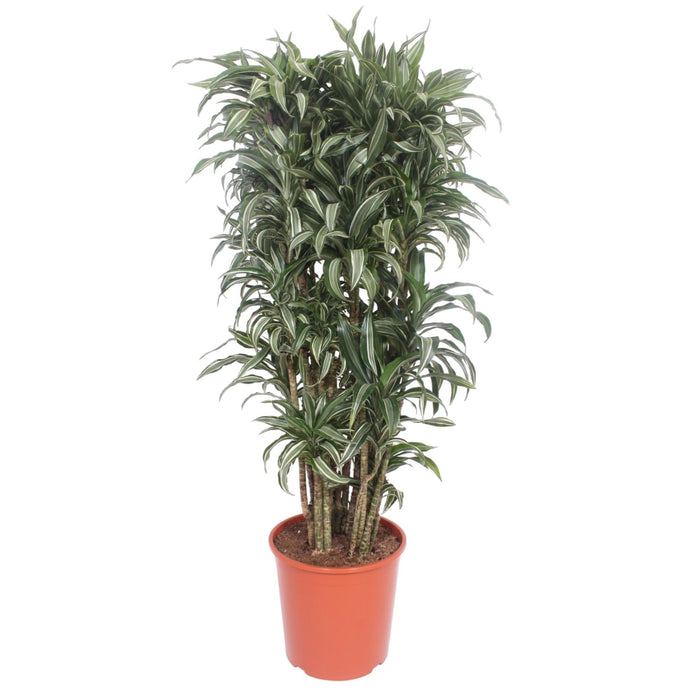 Dracaena Warneckei compacta - 140 cm - ø30 - plantforyou.nl