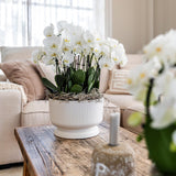 Kolibri Home | Diabolo white dish - plantforyou.nl