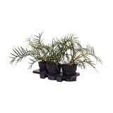 Philodendron Tortum - Ø19cm - ↕50cm - plantforyou.nl