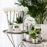 Kolibri Home | Elite silver pot - Ø9cm - plantforyou.nl