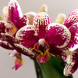 Kolibri Orchids | Plantenset Culture Cocktail terracotta small | Groene planten met Phalaenopsis orchidee in Retro terracotta sierpotten en gouden dienblad - plantforyou.nl