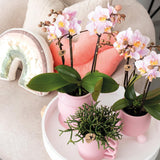 Kolibri Home | Happy Mug roze bloempot - roze keramieken sierpot - Ø9cm - plantforyou.nl