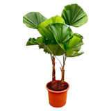 Licuala Grandis Dubbele stam - 170cm - ø45 - plantforyou.nl