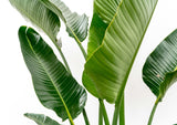 Strelitzia Augusta multi stam XXL - 250 cm - ø50 - plantforyou.nl