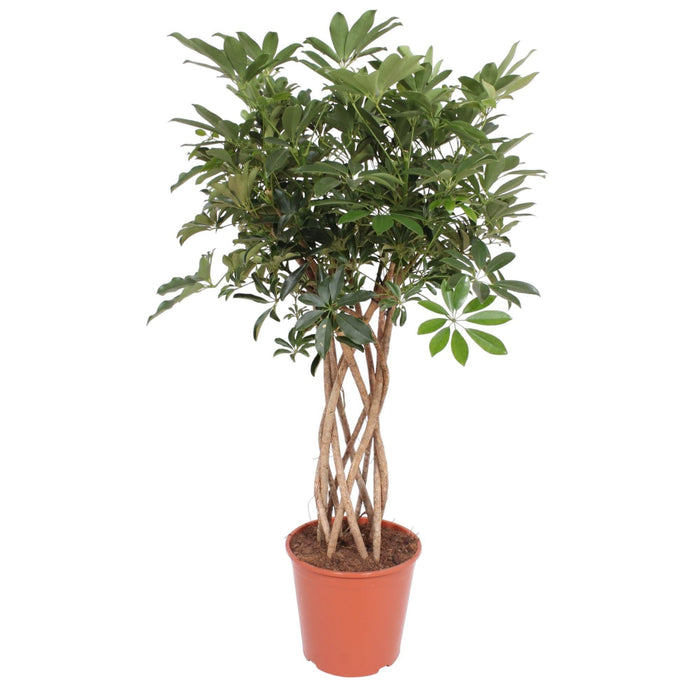 Schefflera Arboricola Compacta gevlochten stam - 140 cm - ø30 - plantforyou.nl