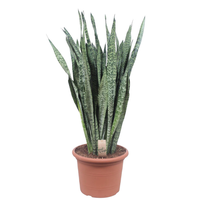 Sansevieria Zeylenica - 110 cm - ø35 - plantforyou.nl
