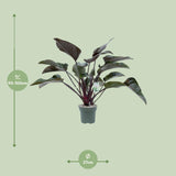 Philodendron Red Beauty - Ø27cm - ↕60cm - plantforyou.nl