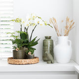 Kolibri Home | Pitcher vaas - Witte cementen vaas - voor droogbloemen - plantforyou.nl