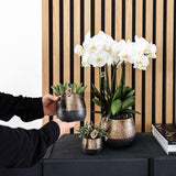 Kolibri Company | Gift set Home Hub | Plantenset met Phalaenopsis Orchidee en Succulenten incl. keramieken sierpotten - plantforyou.nl