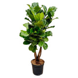 Ficus Lyrata vertakt XL - 200cm - ø32 - plantforyou.nl