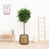 Pot Indigo Vintage Gold D33 x H31 - plantforyou.nl
