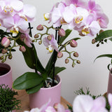 Kolibri Home | Gold foot pink bloempot - Roze keramieken sierpot met gouden rand - Ø6cm - plantforyou.nl