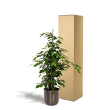 Ficus benjamina Danielle - ↨95cm - Ø21cm + Pot Mayk Lead - plantforyou.nl
