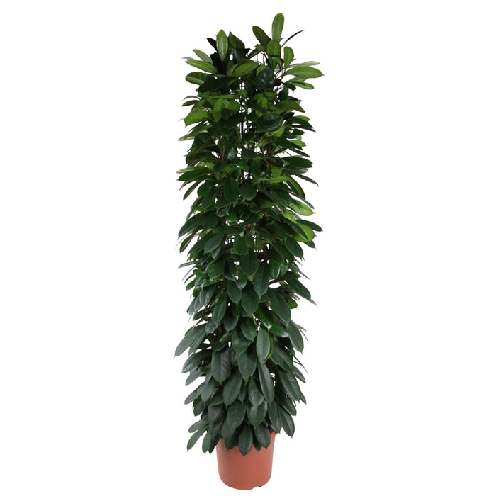 Ficus Cyatistipula zuil - 220 cm - ø40 - plantforyou.nl