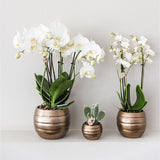 Kolibri Company | Gift set Home Hub | Plantenset met Phalaenopsis Orchidee en Succulenten incl. keramieken sierpotten - plantforyou.nl