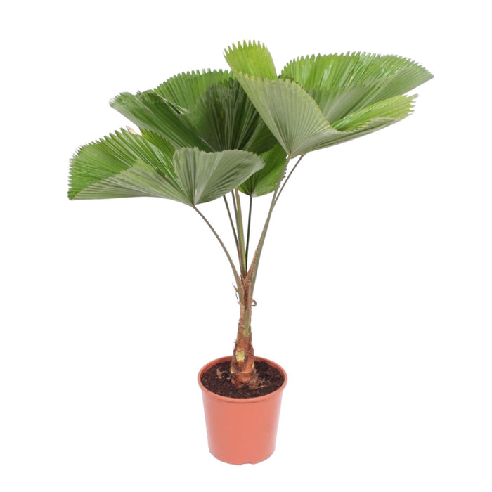 Licuala Grandis - 150 cm - ø30 - plantforyou.nl