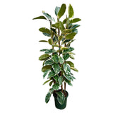 Ficus Elastica Tineke struik - 225cm - ø40 - plantforyou.nl