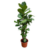 Ficus Lyrata vertakt XXL - 230cm - ø40 - plantforyou.nl