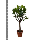 Ficus Lyrata boom XXL - 210 cm - ø40 - plantforyou.nl