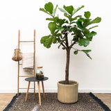 Ficus Lyrata boom XXL - 210 cm - ø40 - plantforyou.nl