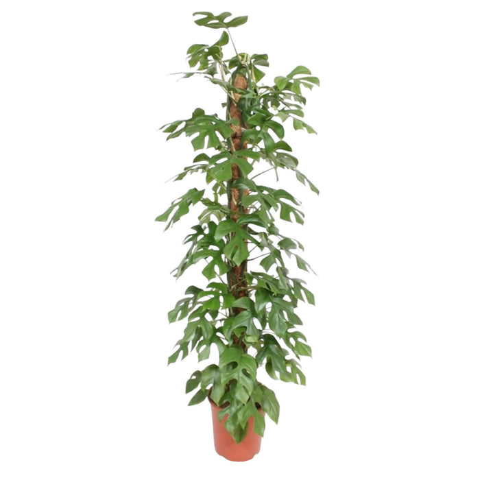 Monstera Minima mosstok - 150 cm - ø27 - plantforyou.nl