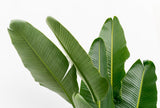 Strelitzia Augusta multi stam XXL - 250 cm - ø50 - plantforyou.nl