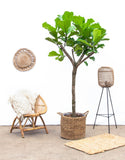 Ficus Lyrata boom XXXL - 230cm - ø42 - plantforyou.nl