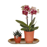 Kolibri Orchids | Plantenset Culture Cocktail terracotta small | Groene planten met Phalaenopsis orchidee in Retro terracotta sierpotten en gouden dienblad - plantforyou.nl