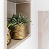 Kolibri Greens | Planten set - met 3 Rhipsalis mix - incl. keramieken sierpotten | potmaat Ø9cm - plantforyou.nl