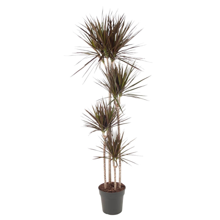 Dracaena Magenta - 180 cm - ø27 - plantforyou.nl